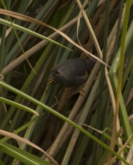 Eugralla paradoxa