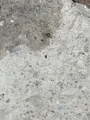 Parasteatoda tepidariorum