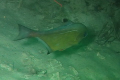 Pempheris vanicolensis