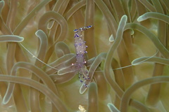 Ancylomenes sarasvati