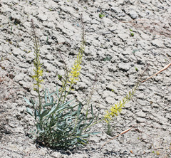 Stanleya pinnata pinnata
