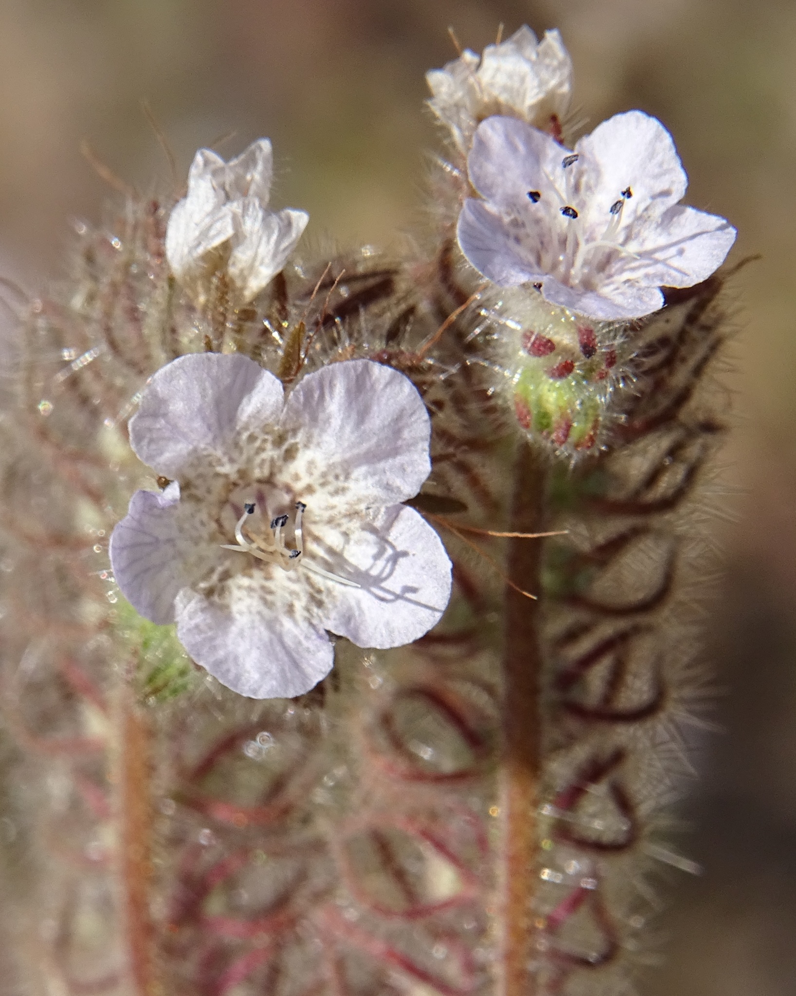 Phacelia cicutaria