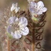 Phacelia cicutaria - Photo (c) Jesse Rorabaugh, alguns direitos reservados (CC BY), uploaded by Jesse Rorabaugh