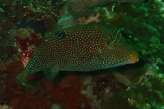 Canthigaster papua