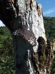 Hamadryas feronia
