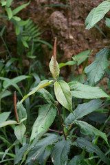 Acalypha stricta
