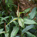 Acalypha stricta 2
