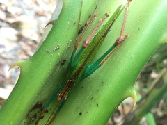 Jimenezia elegans