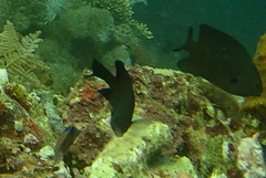 Pomacentrus brachialis