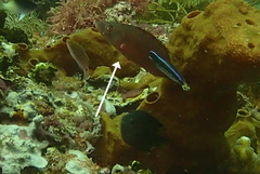 Halichoeres melanochir