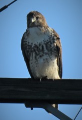 Buteo jamaicensis image