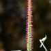 Acalypha stricta 3