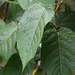 Acalypha stricta 4