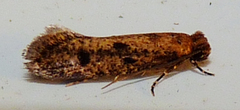 Niditinea orleansella