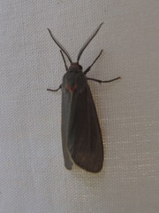 Pygarctia murina