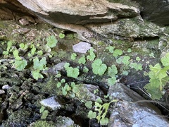 Heuchera parviflora saurensis