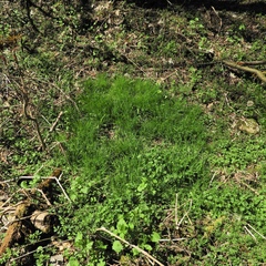 Poa trivialis