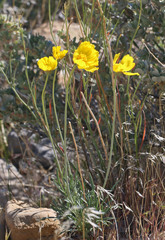 Thelesperma subnudum