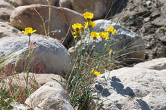 Thelesperma subnudum