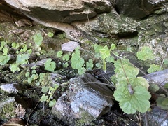 Heuchera parviflora saurensis