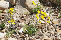 Thelesperma subnudum