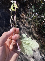 Heuchera parviflora saurensis