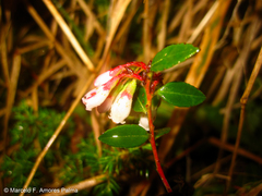 Vaccinium floribundum