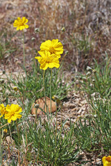 Thelesperma subnudum