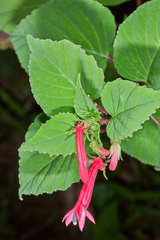 Centropogon cordifolius