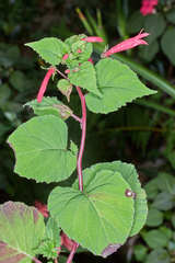 Centropogon cordifolius