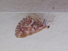 Stamnodes formosata