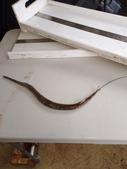 Fistularia tabacaria