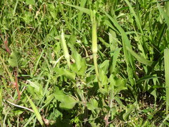 Oenothera centaurifolia