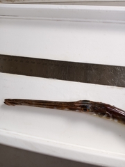 Fistularia tabacaria