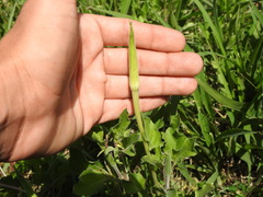Oenothera centaurifolia
