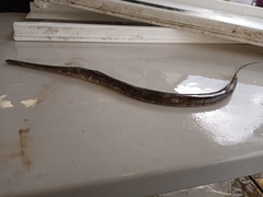 Fistularia tabacaria