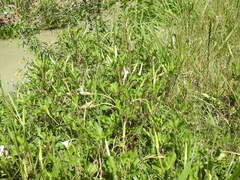 Oenothera centaurifolia