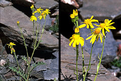 Jacobaea korshinskyi