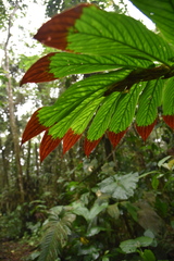 Columnea medicinalis