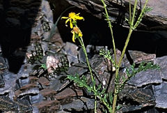 Jacobaea korshinskyi