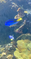 Paracanthurus
