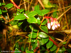 Vaccinium floribundum