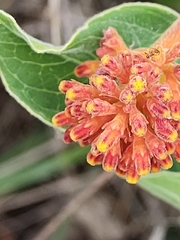Palicourea officinalis
