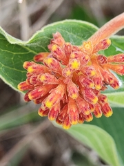 Palicourea officinalis