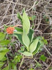 Palicourea officinalis