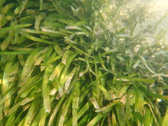 Thalassia hemprichii