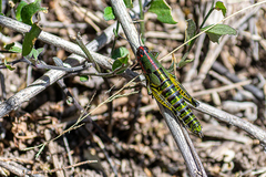 Aztecacris