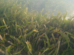 Thalassia hemprichii