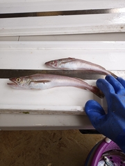 Merluccius bilinearis