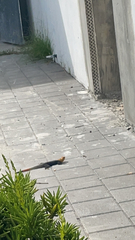 Agama picticauda image